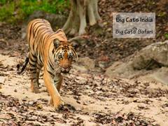
      
      Big Cats Launches Global Wildlife Safari Experiences
      
      