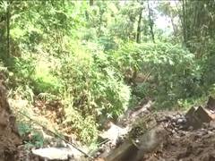 
      
      Landslides, incessant rain devastate Darjeeling tea industry
      
      