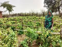 
      
      India Needs to Rebuild Rural Systems for Long-Term Food Security
      
      
