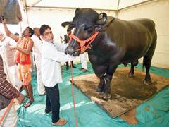 
      
      Murrah bulls from Haryana to take center stage at Sadar Sammelan
      
      