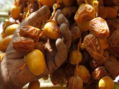 
      
      Al Dhafra Dates Festival and Auction launches its 4th edition
      
      