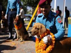 
      
      Kukur Tihar: Nepal honours dogs with garlands, feasts
      
      