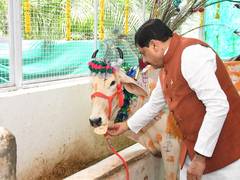 
      
      CM performs Gau-seva, feeds Chapatis to cows on Govardhan Puja
      
      