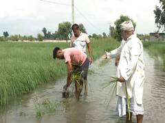 
      
      Punjab: Patiala leads in Paddy procurement, Flood affected Tarn T
      
      