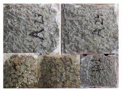 
      
      Mumbai Customs seizes hydroponic weed worth over ₹19 crore
      
      