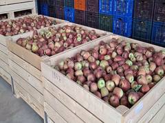 
      
      Cold storage facilities save South Kashmir apple growers
      
      