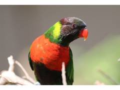 
      
      The Homecoming of the Red-breasted Parakeet Revives Hope
      
      
