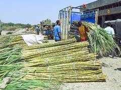 
      
      UP hikes Rs 30 per quintal sugarcane prices for 2025-26 season
      
      