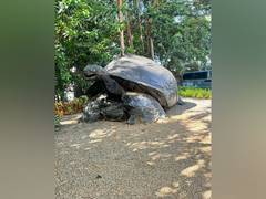 
      
      Seychelles' giant tortoises and their special bond with India
      
      