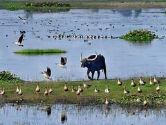 
      
      Assam: Civil groups seek Ramsar tag for Roumari–Donduwa wetlands
      
      