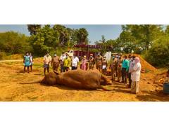 
      
      Ailing 64-year-old elephant Indira dies in Trichy
      
      