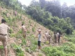 
      
      Tripura Police destroys large quantity of cannabis plants
      
      
