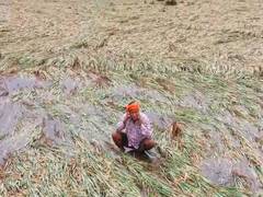
      
      Heavy rains and strong winds devastate paddy crops in Danapur
      
      
