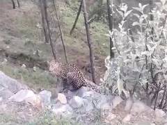 
      
      13 year old boy killed in leopard attack in Pune rural
      
      