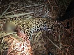 
      
      Man-eater leopard killed in Pune after fatal attacks
      
      