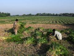 
      
      Pakistan among countries with “inefficient” water use: World Bank
      
      