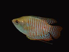 
      
      Kaziranga unveils new survey reports of Fish & frog diversity
      
      