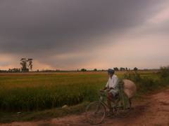 
      
      Paddy arrival nearing 150 LMT mark; crosses 144 LMT figure
      
      