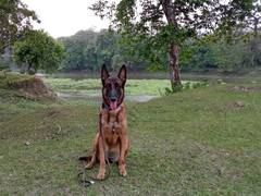
      
      K9 sniffer dog Jubi passes away at 8
      
      
