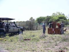 
      
      Botswana hands over eight cheetahs to India
      
      