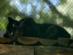 
      
      Black panther makes public appearance at Central Zoo in Nepal
      
      