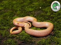 
      
      Assam State Zoo team records first-ever Albino Checkered Keelback
      
      