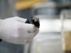 
      
      China: 4 mice sent for life-science tests in space return to Eart
      
      