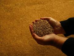 
      
      BRICS emerges as new global hub of food security
      
      
