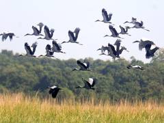 
      
      Assam: Pobitora Wildlife Sanctuary welcomes surge of migratory
      
      