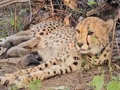 
      
      Indian-born cheetah Mukhi gives birth to 5 cubs at Kuno
      
      