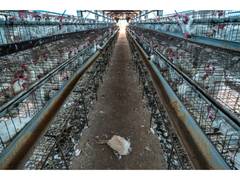 
      
      World Animal Protection Welcomes National Action Plan-AMR 2.0
      
      
