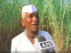 
      
      Leopard terror: Pune villagers wear spiked collars for protection
      
      