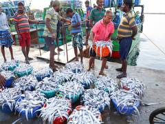 
      
      India’s seafood sector expands beyond US after tariffs
      
      