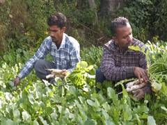 
      
      Organic farming boosts farmers' income in J-K’s Udhampur
      
      