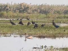 
      
      Over two lakh migratory birds arrive at Chilika Lake; authorities
      
      