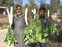 
      
      Mehra village in Rajouri turns 100% organic
      
      