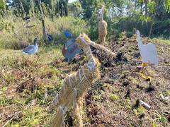 
      
      Majuli hosts 'Charaichung Festival' to revive bird sanctuary
      
      
