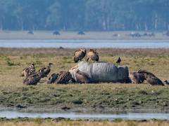 
      
      Assam releases 35 critically endangered Vultures into Kaziranga
      
      