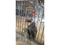 
      
      World Animal Protection Calls for Enhanced Institutionalized
      
      