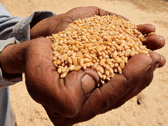 
      
      CEEW flags poor-quality protein intake among Indians
      
      