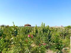 
      
      Gujarat records plantation across 1.04 lakh hectares in last 3 yr
      
      