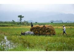 
      
      Unseasonal rains, price crash pose sharp decline in income 
      
      