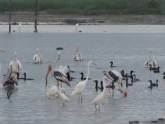
      
      Thoothukudi salt pans attract water birds after rainfall
      
      