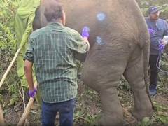 
      
      Odisha: Veterinary team treats injured elephant in Bhubaneswar
      
      