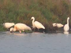 
      
      Large flocks of rare migratory birds spotted in Thoothukudi
      
      
