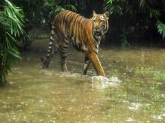 
      
      Andhra: Tiger dies on spot after being hit by vehicle
      
      