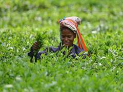 
      
      What qualifies as tea? FSSAI explains the usage on pack and label
      
      