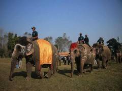 
      
      Elephants join penalty shootout at Nepal festival
      
      