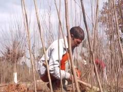 
      
      J-K: Over 1 lakh mulberry saplings distributed in Udhampur
      
      