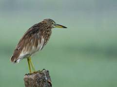 
      
      Tamil Nadu: Wetland Bird Census conducted across 20 wetlands in T
      
      